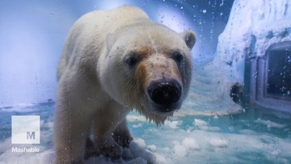 'World's saddest polar bear' gets offered new home in U.K.