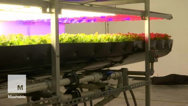 How this vertical farm can grow millions of crops without soil or sunshine