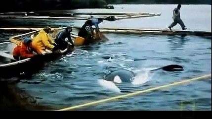 The Amazing Bottlenose Dolphin National Geographic Documentary