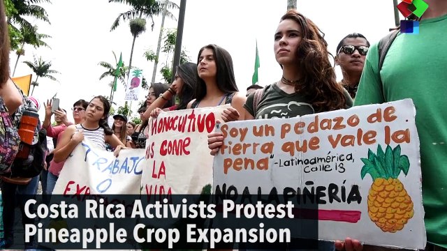 Costa Rica Activists Protest Pineapple Crop Expansion