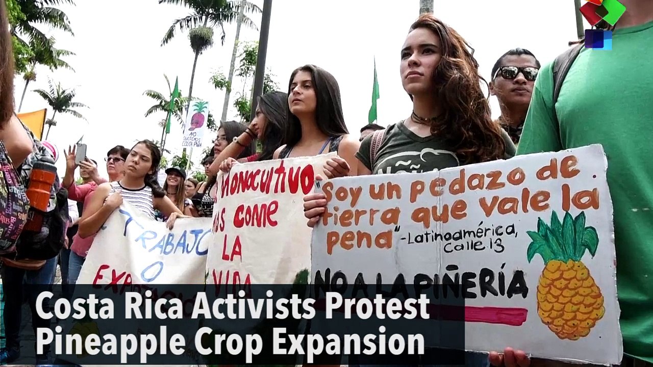 Costa Rica Activists Protest Pineapple Crop Expansion