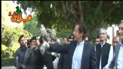 Imran Khan Eagle Funny Punjabi Totay Tezabi Totay