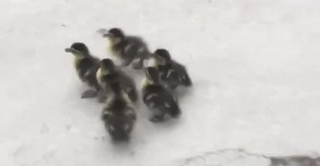 Ducks Get Ramp to Access US Capitol Reflecting Pool