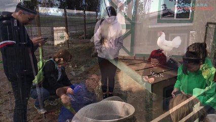 Rescued Guinea Pig Gets Second Chance With Love And A Wheelchair
