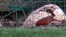 male and female cardinal (possible mates)