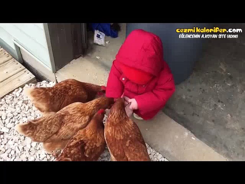 Tavukları Beslerken İş Kazası Geçiren Ufaklık