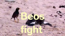 Cute Mynah Birds (Beos)  - Birds fight over a female-66gBZxQ0hOs