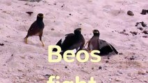 Cute Mynah Birds (Beos)  - Birds fight over a female-66gBZ
