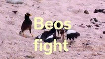 Cute Mynah Birds (Beos)  - Birds fight over a female-66gBZxQ0hOs