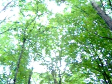 Vue sur les arbres de la forêt de Sénart