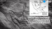 Dino-dinner - Footprints suggest T. rex hunted in packs