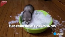 Ferret flips out at the sight of snow--JXFQBaiRP8