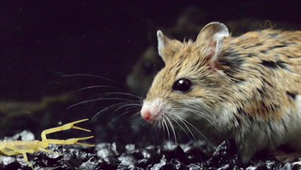 Akrep ile Farenin Akıl Almaz Mücadelesi