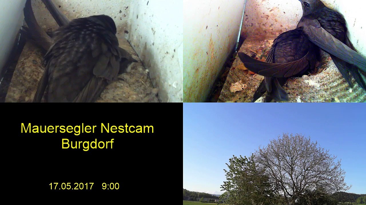 Mauersegler Nestcam 2017 - 17. Mai 09:00