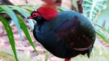 Top 10 Beautifully Crowned Birds