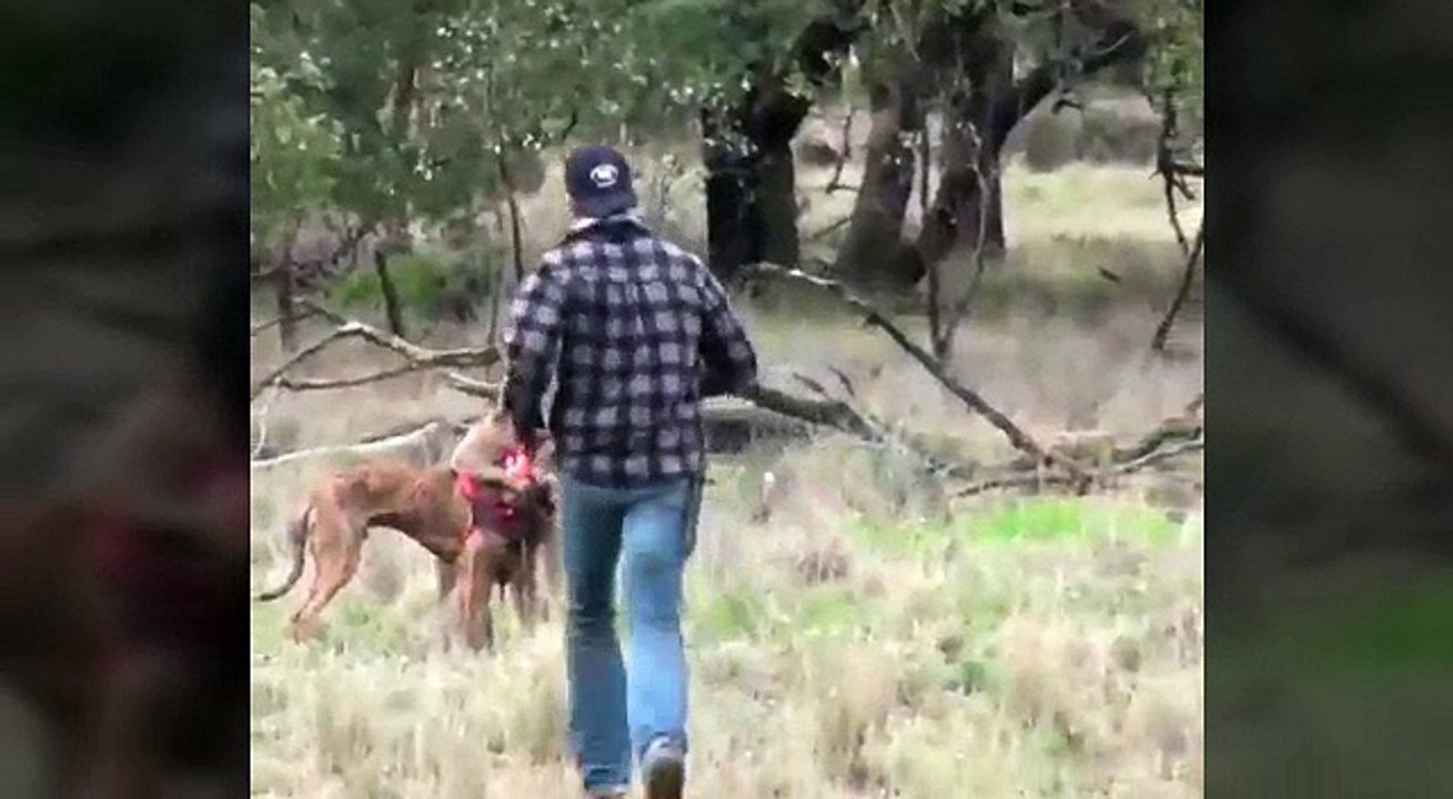 Il canguro farà una brutta fine!