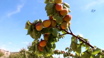 Mut'ta Turfanda Kayısı İhracatı Başladı