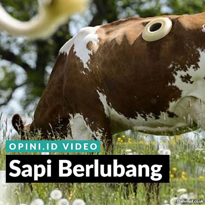 Sapi Berlubang