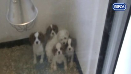 Cornwall Live_ Puppy Farming across the UK 15May17