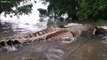 De nouvelles images de la carcasse géante du monstre marin découvert en Indonésie