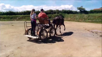 Campino en carrière - Lusitanien