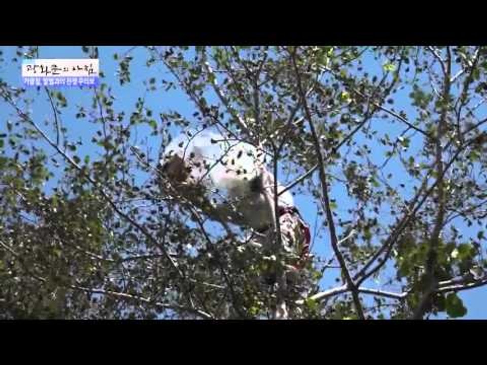 가을철, 말벌과의 전쟁 [광화문의 아침] 76회 20150922