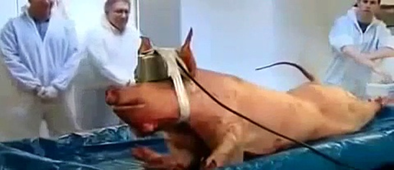 How to Kill a Human Being ~BBC Horizon