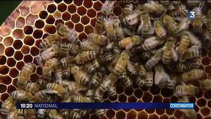 Les récoltes de miel s’annoncent désast