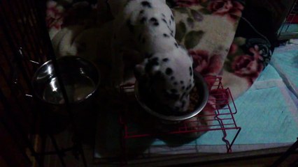 可愛いわんちゃん。照井浩也 (7)