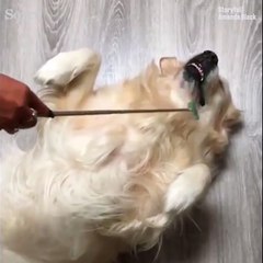 Mutluluğu yüzünden belli