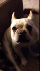 Mama fragt ihren Hund, wie es ihm geht, und es stellte sich heraus, dass er einen ziemlich schlechten Tag hatte.