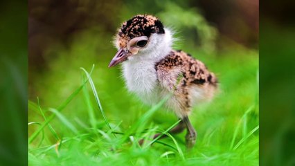 Top des bébés animaux les plus mignons-4wYAKzQNd4E