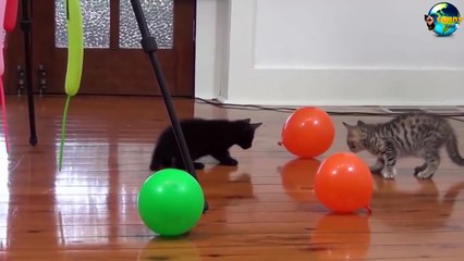 TOP Funny Cat and Dog Dancing and Singing in the World part 3_1