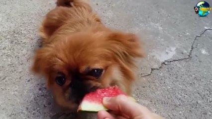 TOP Funny Cat and Dog Dancing and Singing in the World part 3_9