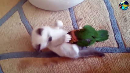 TOP Funny Cat and Dog Dancing and Singing in the World part 3_10