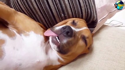 TOP Funny Cat and Dog Dancing and Singing in the World part 3_23