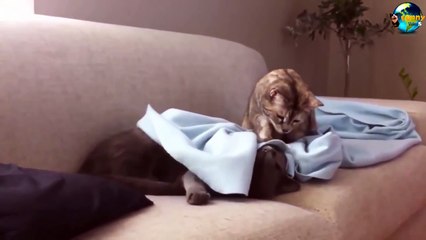 TOP Funny Cat and Dog Dancing and Singing in the World part 3_26