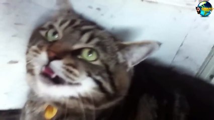 TOP Funny Cat and Dog Dancing and Singing in the World part 3_35