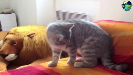 TOP Funny Cat and Dog Dancing and Singing in the World part 3_58