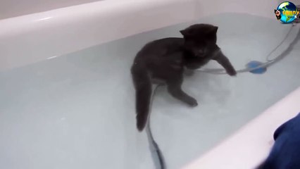 TOP Funny Cat and Dog Dancing and Singing in the World part 3_65