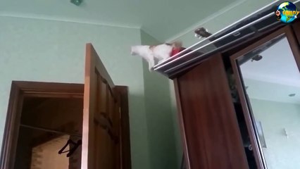 TOP Funny Cat and Dog Dancing and Singing in the World part 3_67