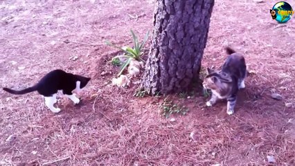 TOP Funny Cat and Dog Dancing and Singing in the World part 3_75