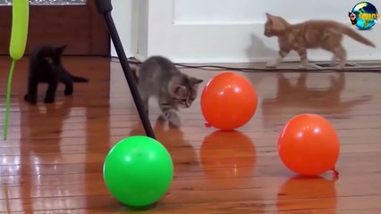 TOP Funny Cat and Dog Dancing and Singing in the World part 3_81