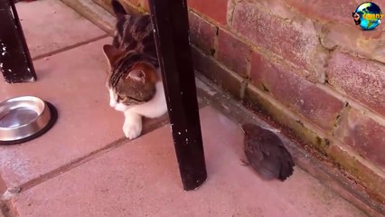 TOP Funny Cat and Dog Dancing and Singing in the World part 3_83