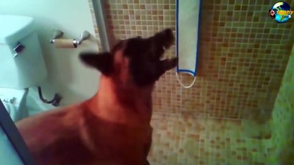 TOP Funny Cat and Dog Dancing and Singing in the World part 3_91