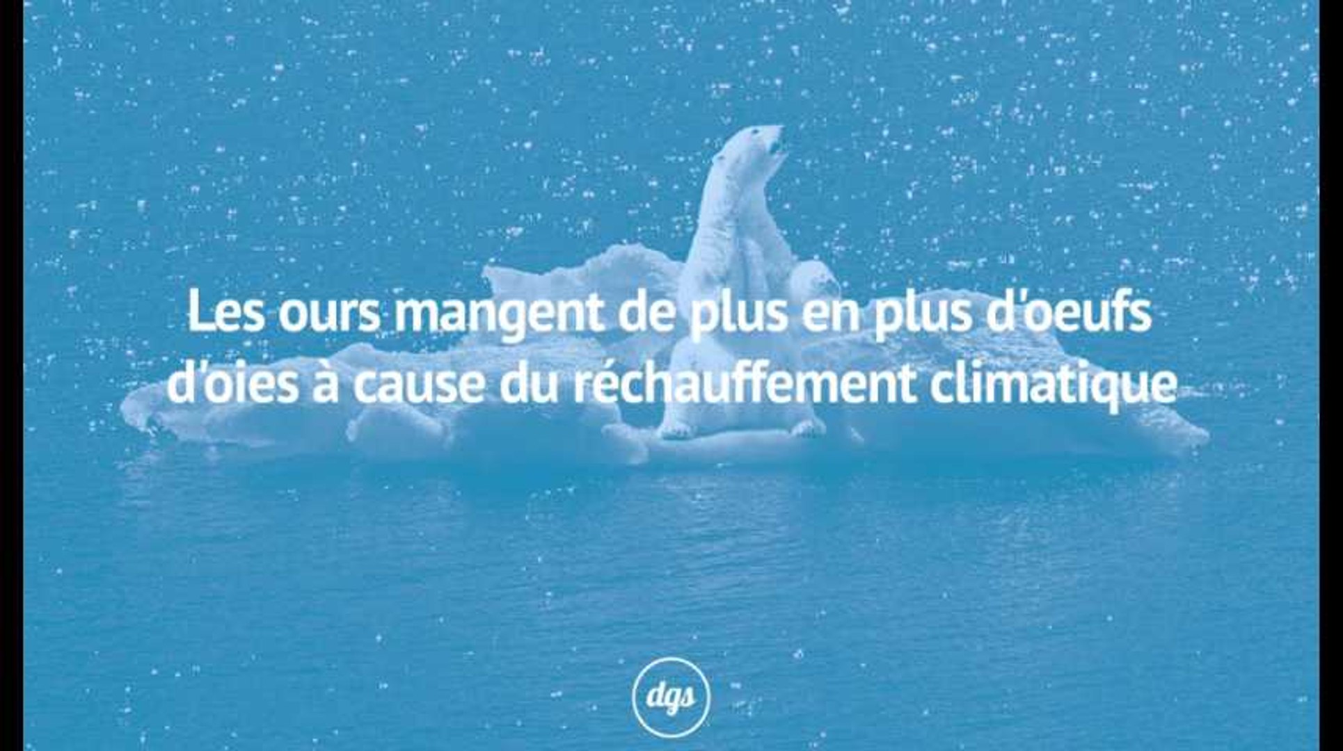Les Ours Mangent De Plus En Plus D Oeufs D Oies A Cause Du Rechauffement Climatique Video Dailymotion