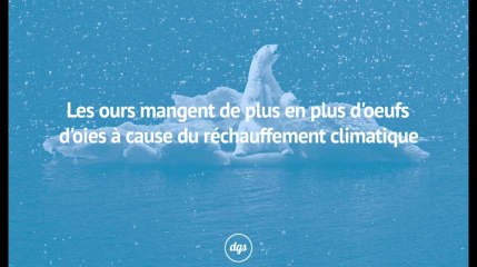 Les ours mangent de plus en plus d'oeufs d'oies à cause du réchauffement climatique