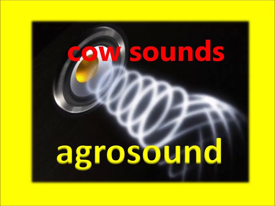 cow sounds