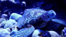 グアムの海で大きいウミガメと遭遇-lMcF7QU5V3