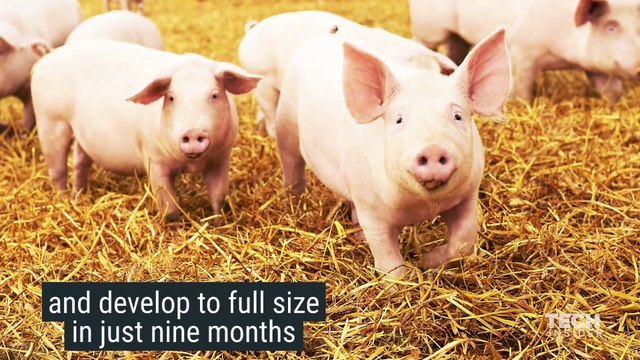 Scientists Created the First Human-Pig Embryo that could Revolutionize Healthcare